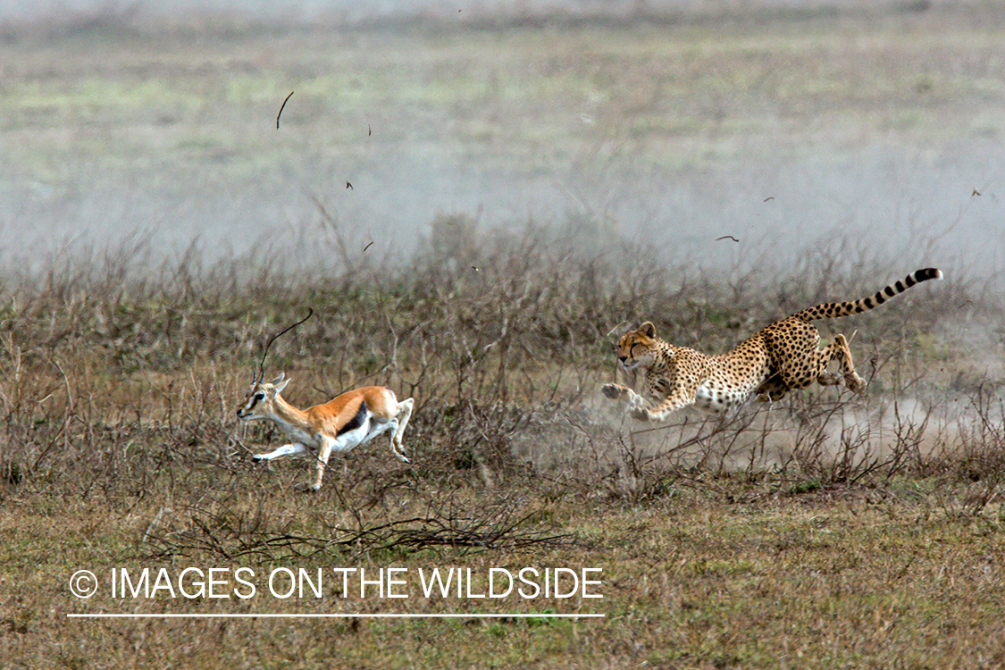 Cheetah chasing gazelle.