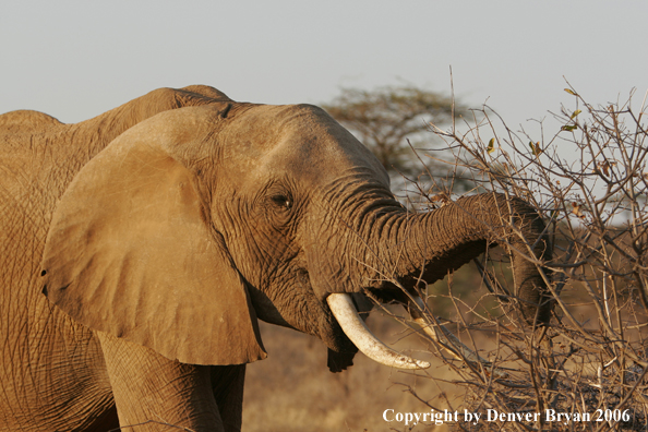 African Elephants