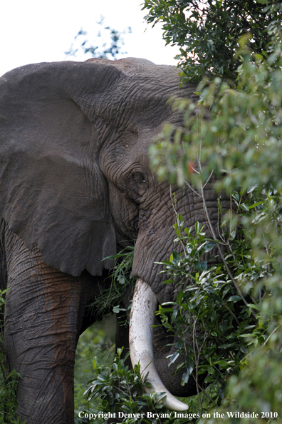 African Bull Elephant 