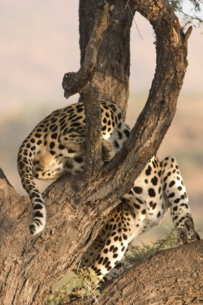 Leopard in tree. Africa