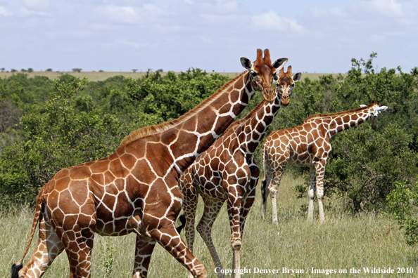 Reticulated Giraffe 