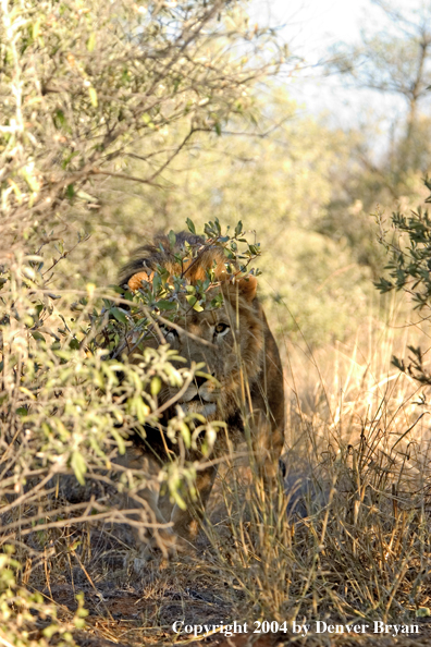 Male African lion in habitat. Africa