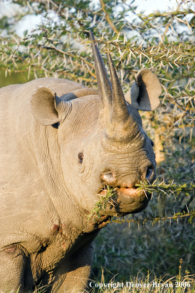 Black rhino in Africa.