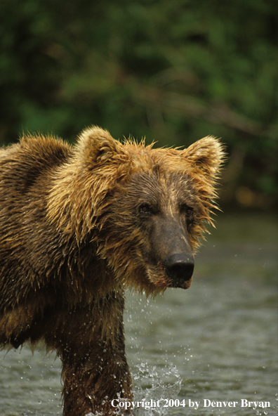 Brown Bear in river