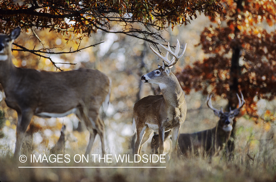 Whitetailed buck