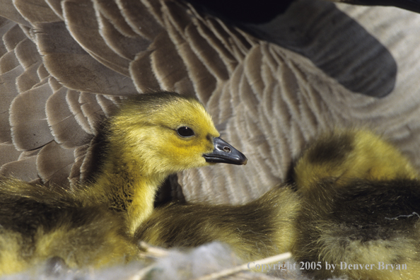 Canada goose.  Newly hatched goslings at mother's side.