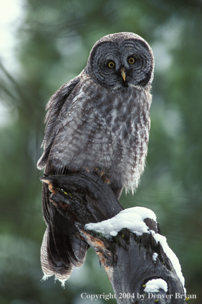 Great grey owl.