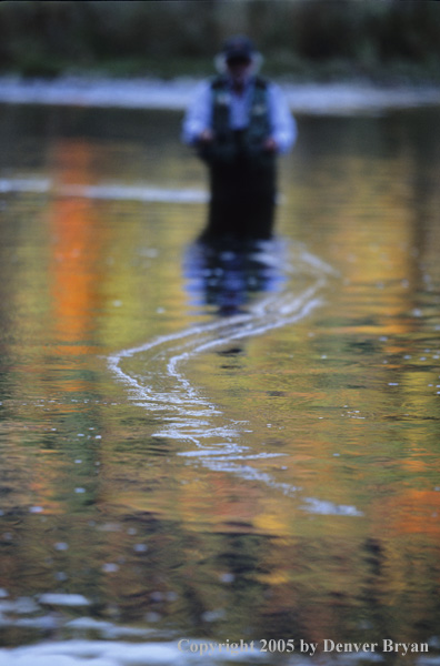 Flyfisherman on autumn colored stream.