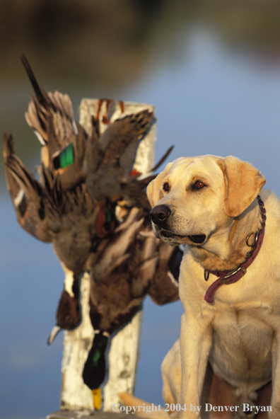 Yellow Labrador Retriever with bagged ducks.