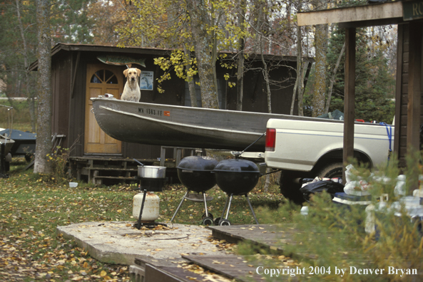 Yellow Labrador Retriever in boat ready to go