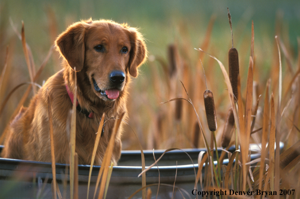 Golden Retriever in boat.