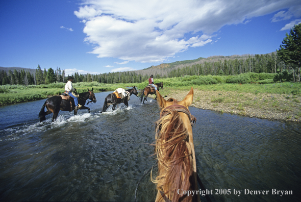 Horseback riders crossing river on trail ride.