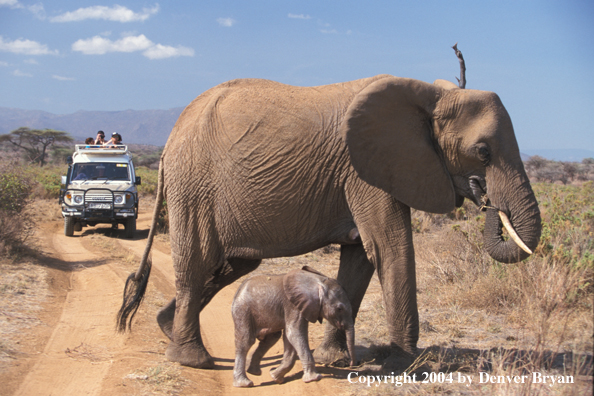 African elephant and baby (tour group in background).