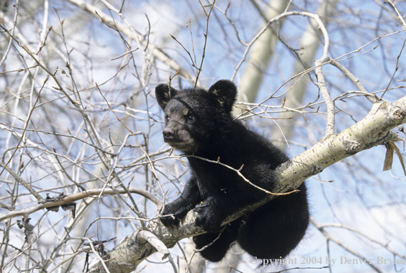 Black bear cub in tree.