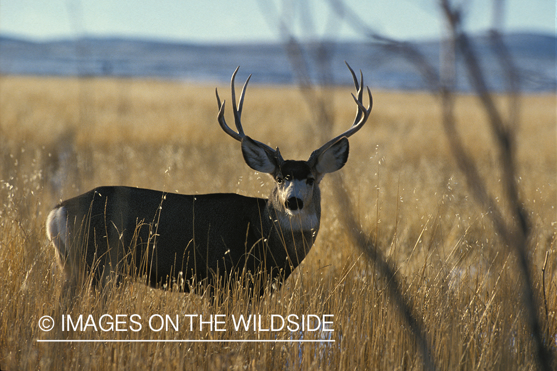 Mule deer in habitat.