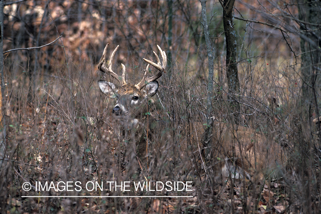 Whitetail deer bedded down.