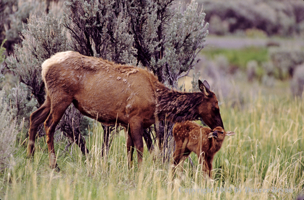 Cow grooming newborn calf.