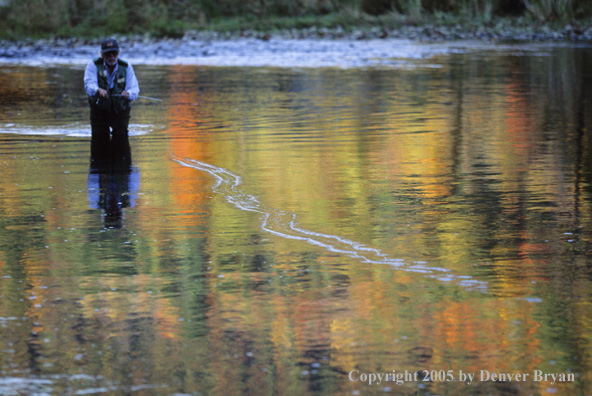 Flyfisherman on autumn colored stream.