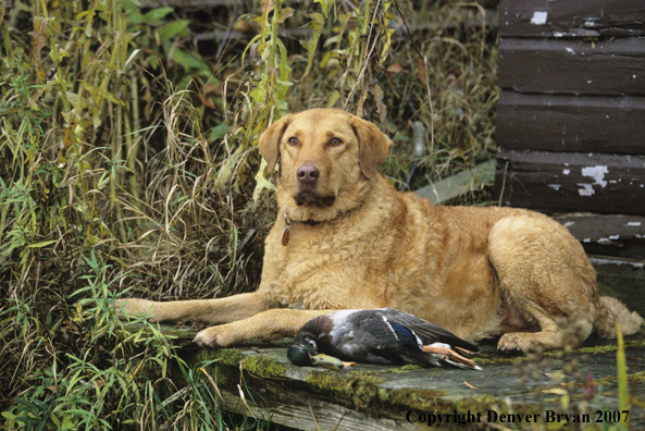 Chesapeake Bay Retriever in field