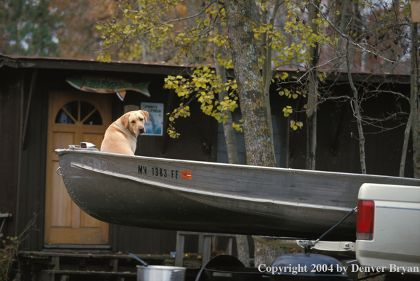 Yellow Labrador Retriever in boat ready to go