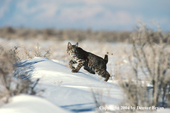 Bobcat in habitat.