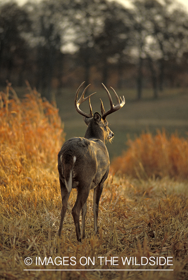 Whitetail deer in field.