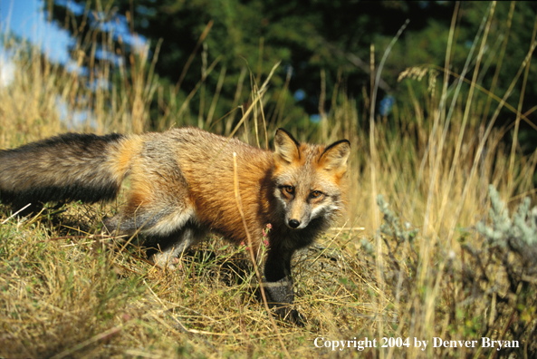 Red fox in habitat.