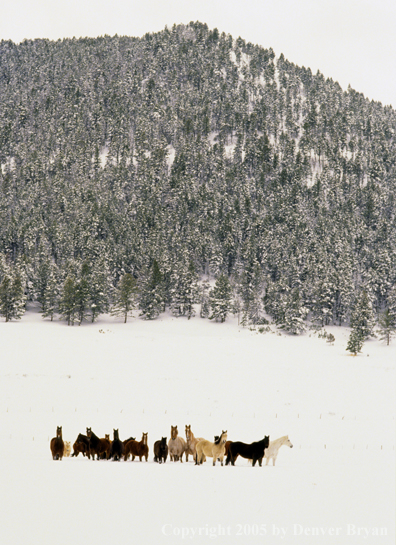 Herd of multi-colored horses in snow.