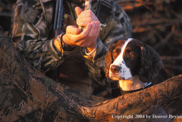 Waterfowl hunter and Springer Spaniel in blind. 