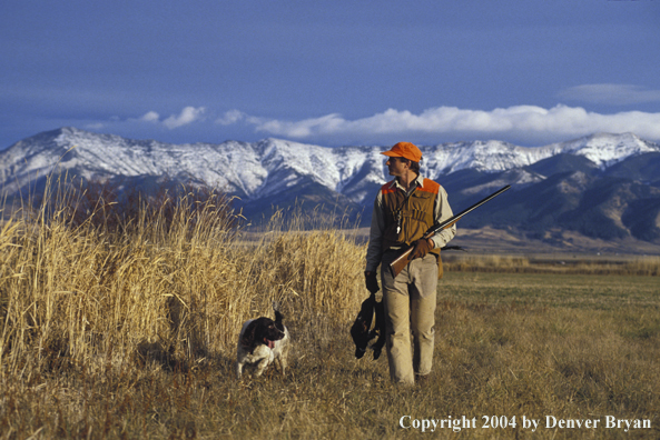 Upland bird hunter with English Springer Spaniel and pheasants.