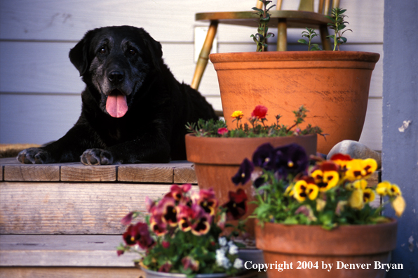 Black Labrador Retriever