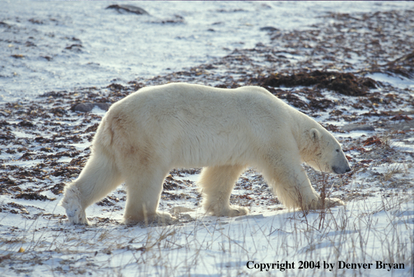 Polar Bear walking across tundra