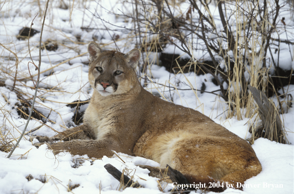 Mountain lion in habitat