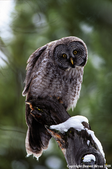 Great Gray owl perched on tree