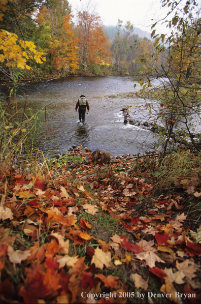 Flyfisherman on autumn colored stream.