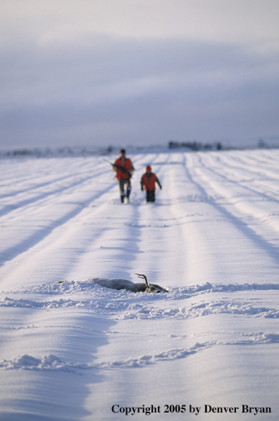 Father and son hunters walking towards their deer kill in a snow covered field.