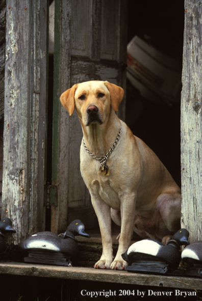 Yellow Labrador Retriever with decoys