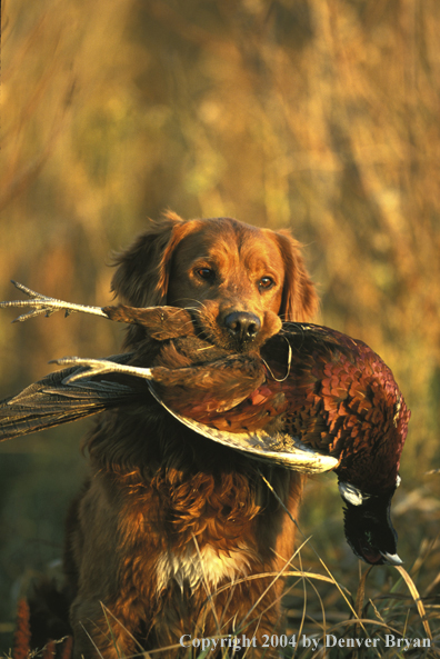 Golden Retriever with bagged pheasant.  