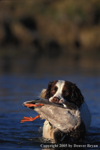 Springer spaniel retrieving mallard