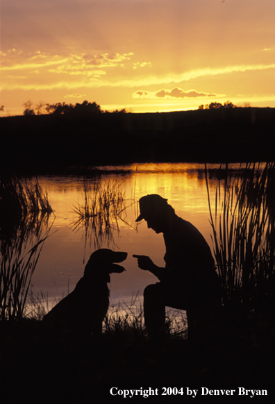 Labrador Retriever with owner 