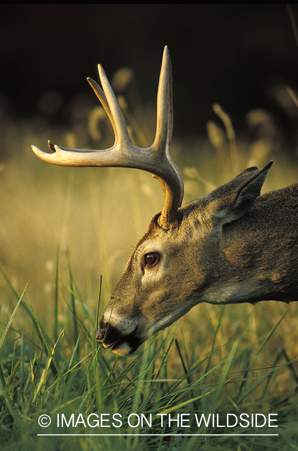 Whitetail deer grazing