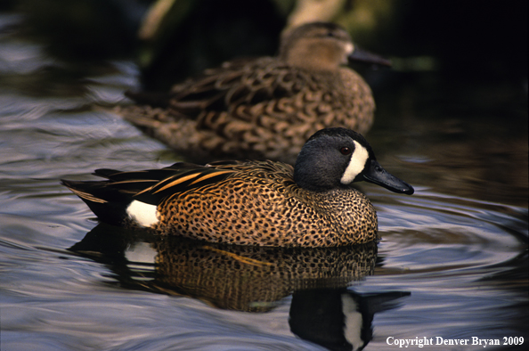 Blue-wing Teal Drake and Hen