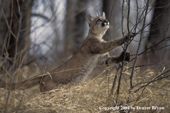 Mountain lion cub in habitat