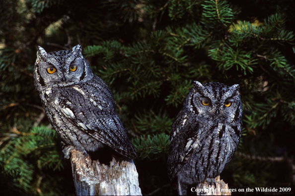 Screech Owls perched in a tree