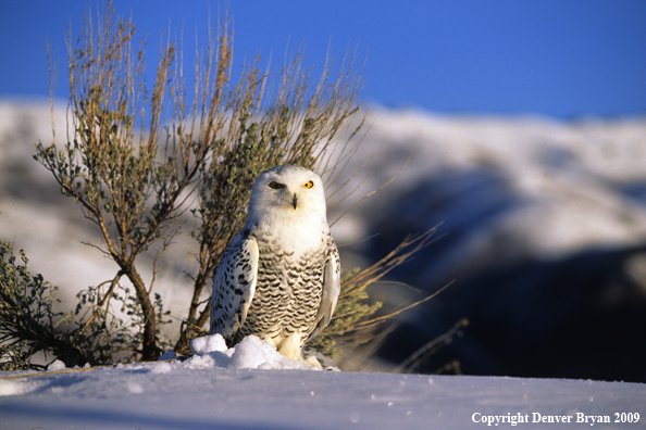 Snowy Owl in habitat