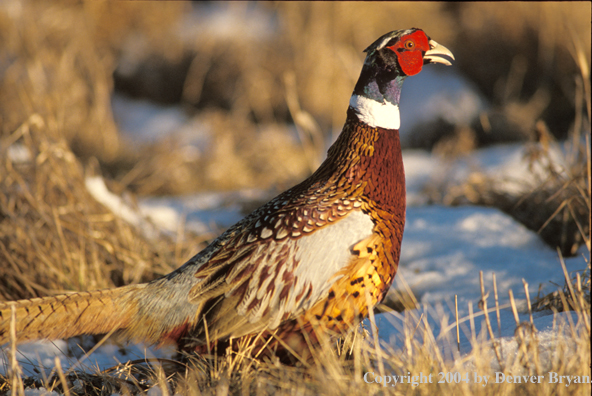 Ring-necked Pheasant in snowy field