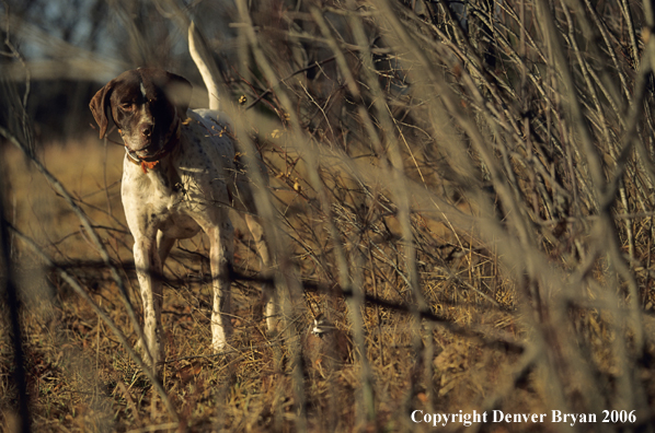 English Pointer watching a quail.