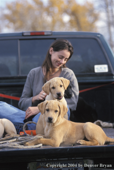 Woman with yellow and black Labrador Retriever pups