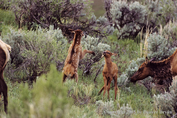 Young calves play fighting.