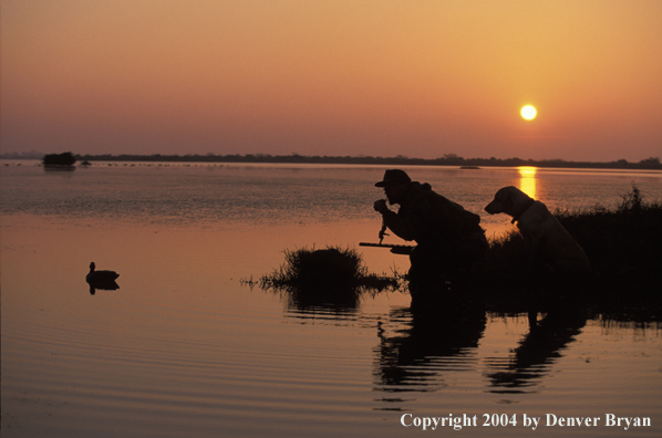 Waterfowl hunter calling birds with Lab. 